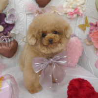 【山手店】2025年2月17日のワンちゃん達♪