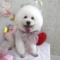 【山手店】2025年2月20日のワンちゃん達♪