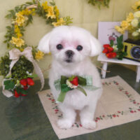 【山手店】2025年2月22日のワンちゃん達♪