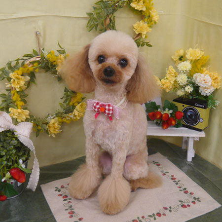 【山手店】2025年2月24日のワンちゃん達♪