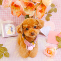 【池下店】2025年2月7日のワンちゃん達♪