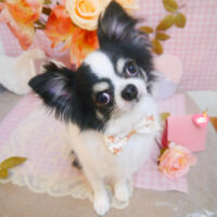 【池下店】2025年2月8日のワンちゃん達♪