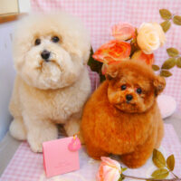 【池下店】2025年2月9日のワンちゃん達♪