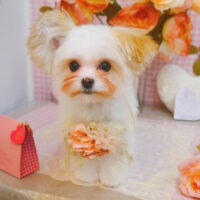 【池下店】2025年2月17日のワンちゃん達♪