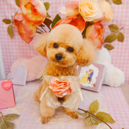 【池下店】2025年2月20日のワンちゃん達♪