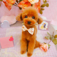 【池下店】2025年2月21日のワンちゃん達♪