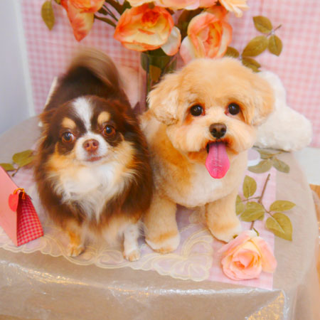 【池下店】2025年2月23日のワンちゃん達♪