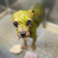 【 本店】2025年2月23日のワンちゃん達♪