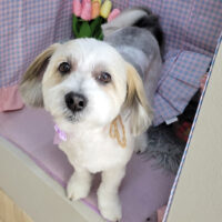 【本店】2025年3月31日のワンちゃん達♪