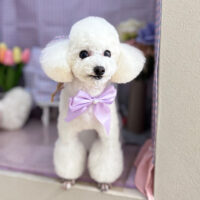 【本店】2025年3月7日のワンちゃん達♪