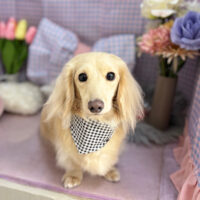 【本店】2025年3月9日のワンちゃん達♪