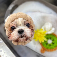 【本店】2025年3月23日のワンちゃん達♪