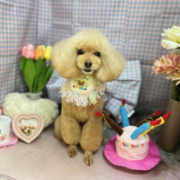 【本店】2025年3月27日のワンちゃん達♪