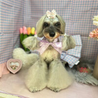 【本店】2025年3月28日のワンちゃん達♪