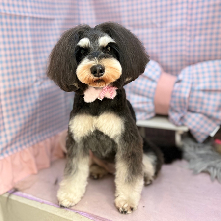 【本店】2025年3月8日のワンちゃん達♪