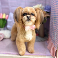 【本店】2025年3月10日のワンちゃん達♪