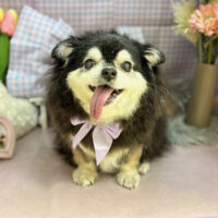 【本店】2025年3月21日のワンちゃん達♪