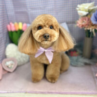 【本店】2025年3月30日のワンちゃん達♪