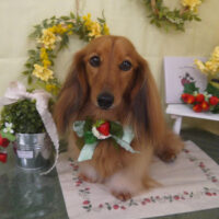 【山手店】2025年3月1日のワンちゃん達♪