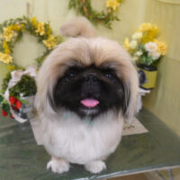 【山手店】2025年3月3日のワンちゃん達♪