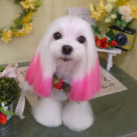 【山手店】2025年3月6日のワンちゃん達♪