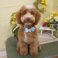 【山手店】2025年3月14日のワンちゃん達♪