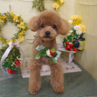 【山手店】2025年3月15日のワンちゃん達♪