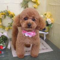 【山手店】2025年3月23日のワンちゃん達♪