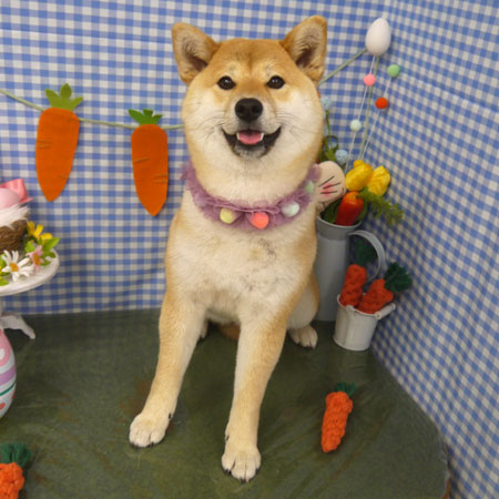 【山手店】2025年3月27日のワンちゃん達♪