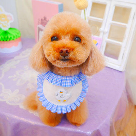 【池下店】2025年3月1日のワンちゃん達♪