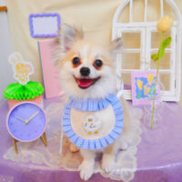 【池下店】2025年3月3日のワンちゃん達♪