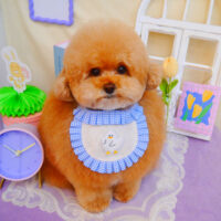 【池下店】2025年3月13日のワンちゃん達♪