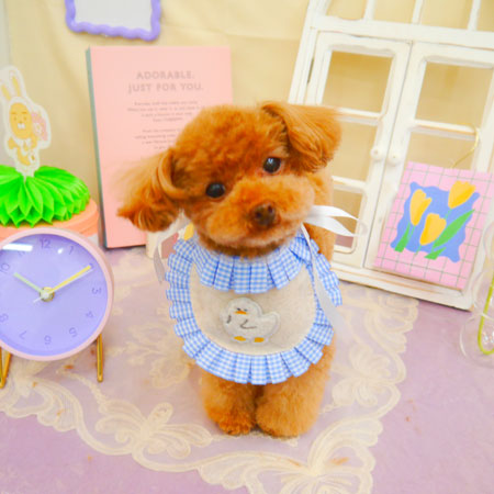 【池下店】2025年3月14日のワンちゃん達♪