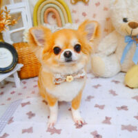 【池下店】2025年3月24日のワンちゃん達♪