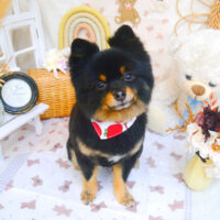 【池下店】2025年3月28日のワンちゃん達♪