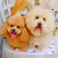 【池下店】2025年3月30日のワンちゃん達♪