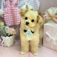 【本店】2025年4月5日のワンちゃん達♪