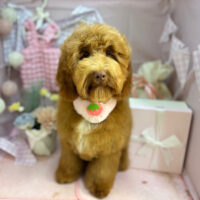 【本店】2025年4月12日のワンちゃん達♪