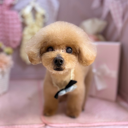 【本店】2025年4月14日のワンちゃん達♪