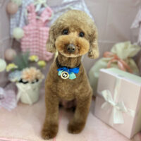 【本店】2025年4月17日のワンちゃん達♪