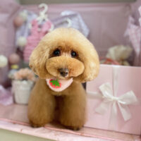 【本店】2025年4月18日のワンちゃん達♪