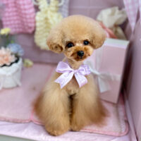 【本店】2025年4月21日のワンちゃん達♪