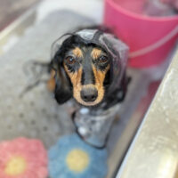 【本店】2025年4月7日のワンちゃん達♪