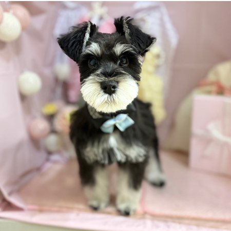 【本店】2025年4月25日のワンちゃん達♪