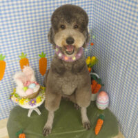 【山手店】2025年4月3日のワンちゃん達♪