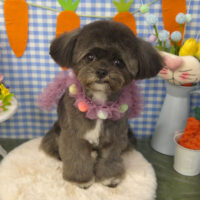 【山手店】2025年4月4日のワンちゃん達♪