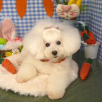 【山手店】2025年4月6日のワンちゃん達♪