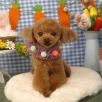 【山手店】2025年4月7日のワンちゃん達♪