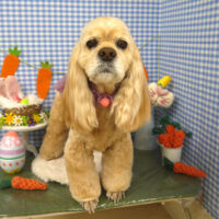 【山手店】2025年4月10日のワンちゃん達♪