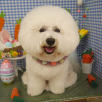 【山手店】2025年4月12日のワンちゃん達♪